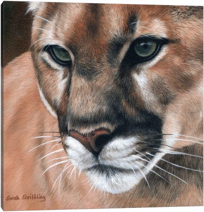 Cougar Canvas Art Print - Sarah Stribbling