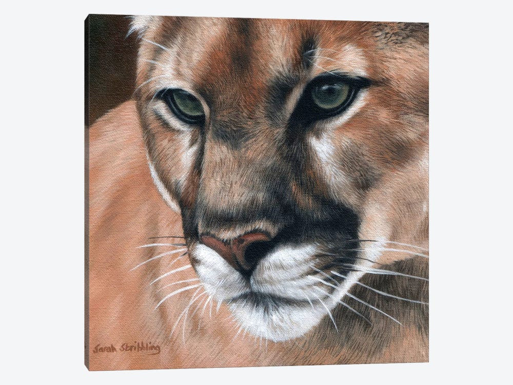 Cougar by Sarah Stribbling 1-piece Canvas Art