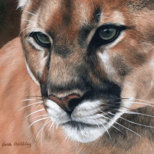 Cougars: Cougar by Sarah Stribbling