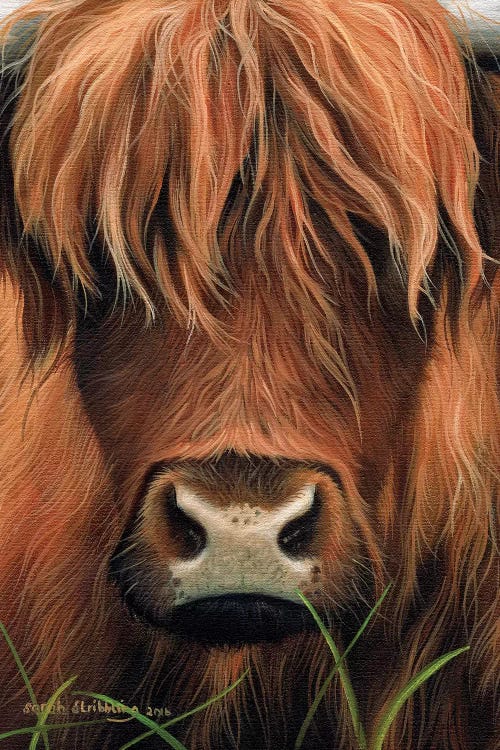 Cow