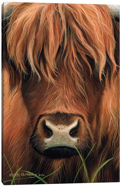 Cow Canvas Art Print - Highland Cow Art