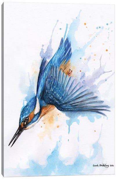 Diving Kingfisher I Canvas Art Print - Sarah Stribbling