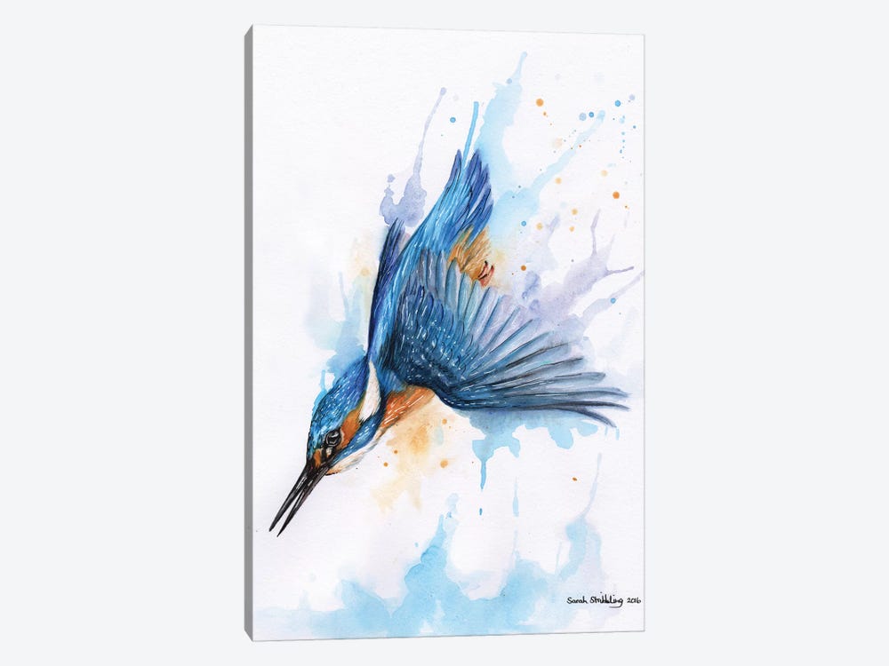 Diving Kingfisher I by Sarah Stribbling 1-piece Canvas Print