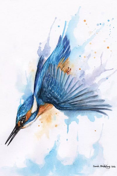 Kingfishers: Diving Kingfisher I by Sarah Stribbling