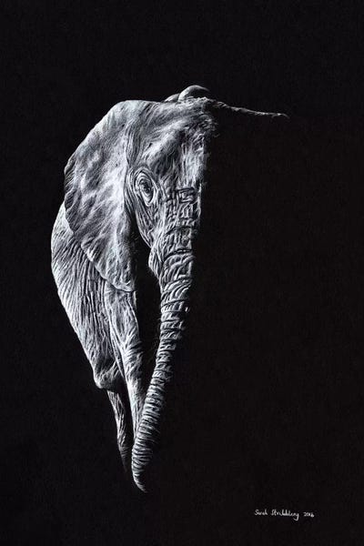 Elephant Black