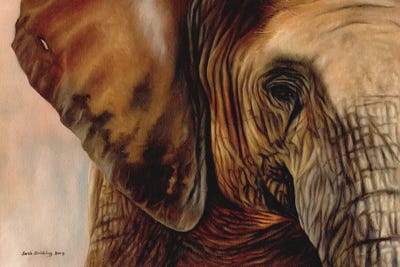 Elephant by Sarah Stribbling framed wall art