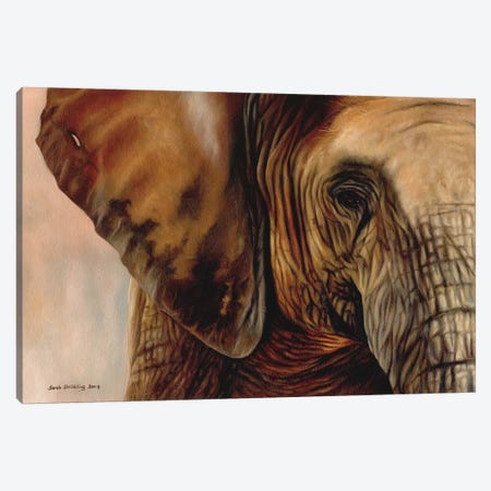 Elephant Canvas Print #SAS37} by Sarah Stribbling Canvas Art Print