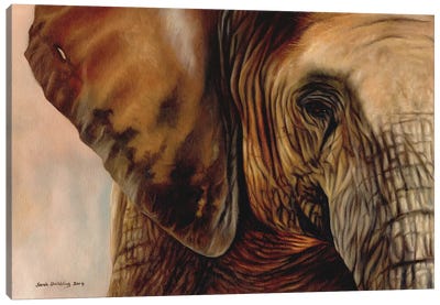 Elephant Canvas Art Print - Sarah Stribbling