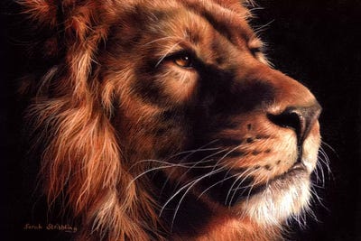 African Lion II by Sarah Stribbling canvas print