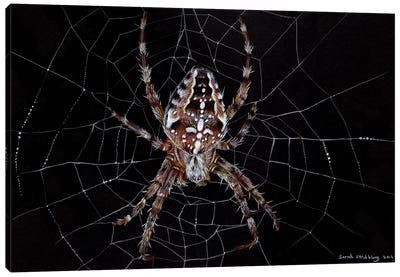 Garden Spider Canvas Art Print - Spider Web Art