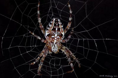 Spider Webs