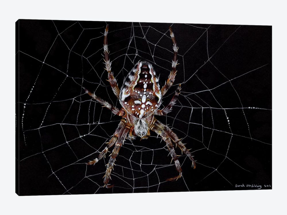 Garden Spider by Sarah Stribbling 1-piece Canvas Print