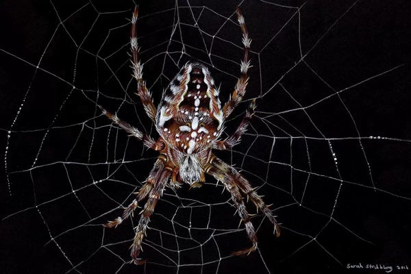 Spiders: Garden Spider by Sarah Stribbling