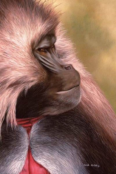 Gelada by Sarah Stribbling canvas print