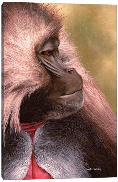 Gelada Canvas Art Print - Primate Art