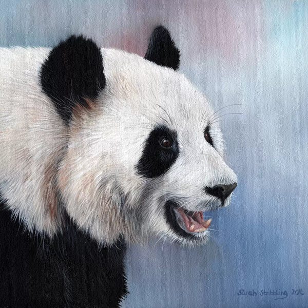 Giant Panda