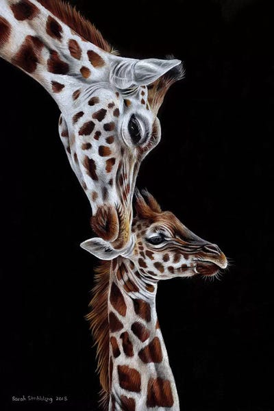 Giraffes I by Sarah Stribbling framed wall art