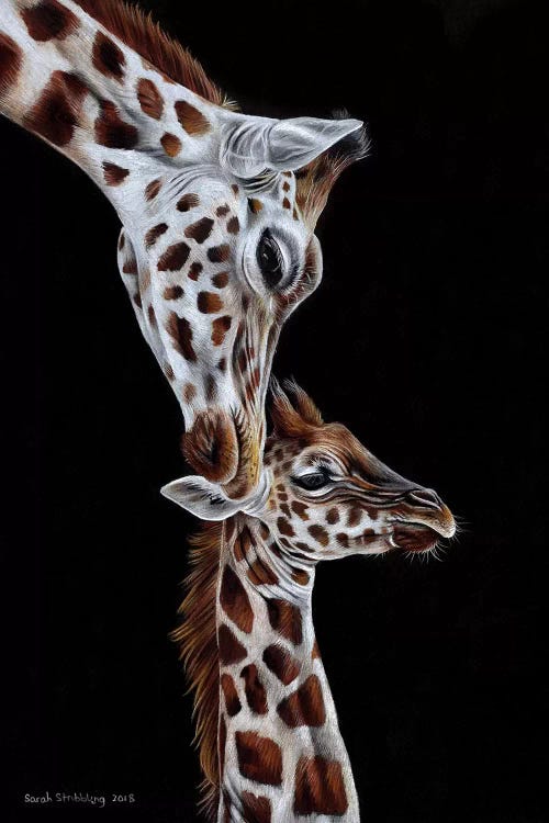 Giraffes I