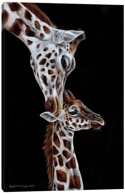 Giraffes I Canvas Art Print - Sarah Stribbling