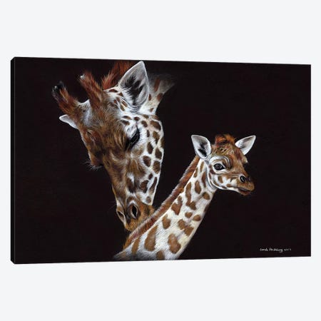 Giraffes II  Canvas Print #SAS44} by Sarah Stribbling Canvas Artwork
