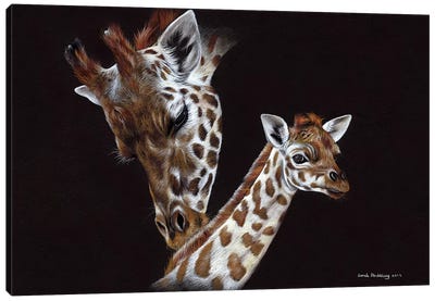 Giraffes II  Canvas Art Print - Sarah Stribbling
