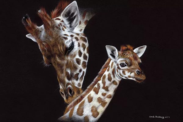 Giraffes II 