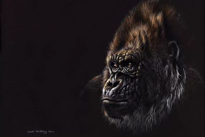 Gorilla Pastel by Sarah Stribbling acrylic art print