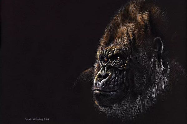 Sarah Stribbling: Gorilla Pastel by Sarah Stribbling