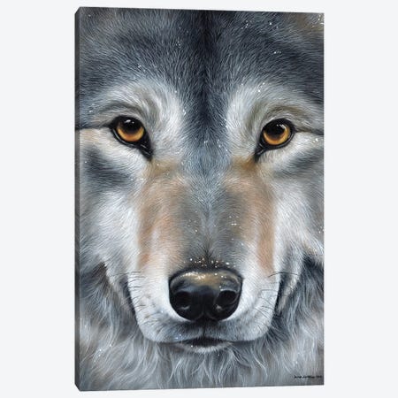 Grey Wolf Face Canvas Print #SAS47} by Sarah Stribbling Canvas Wall Art