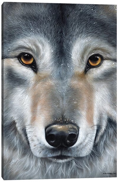Grey Wolf Face Canvas Art Print - Sarah Stribbling