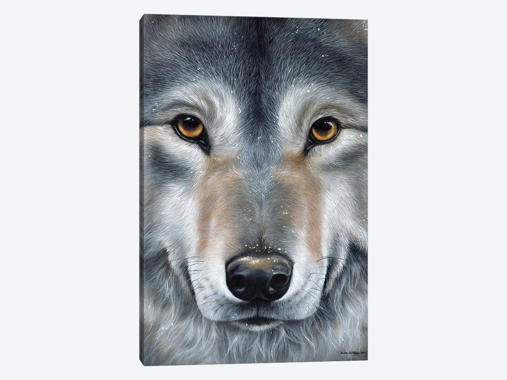 Grey Wolf Face by Sarah Stribbling 1-piece Canvas Wall Art