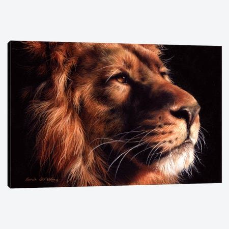 African Lion II Canvas Print #SAS4} by Sarah Stribbling Canvas Art
