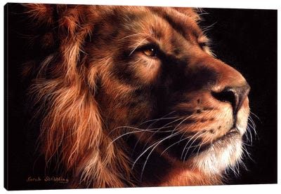 African Lion II Canvas Art Print - Sarah Stribbling