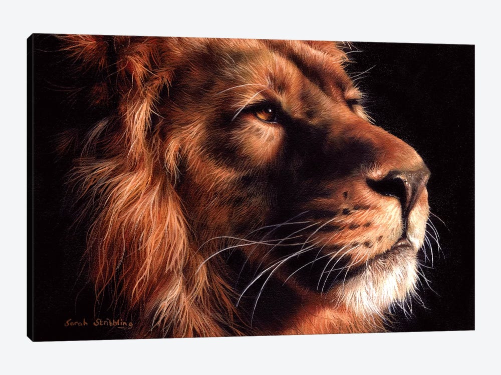 African Lion II by Sarah Stribbling 1-piece Canvas Print