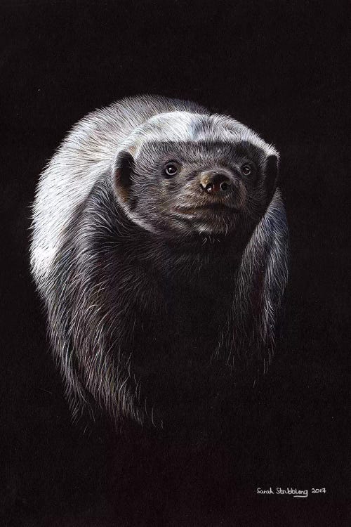 Honey Badger