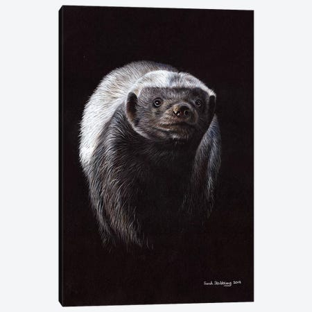 Honey Badger Canvas Print #SAS51} by Sarah Stribbling Canvas Artwork