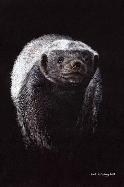 Badgers: Honey Badger by Sarah Stribbling
