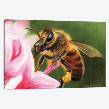 Honey Bee Canvas Print #SAS52} by Sarah Stribbling Canvas Wall Art