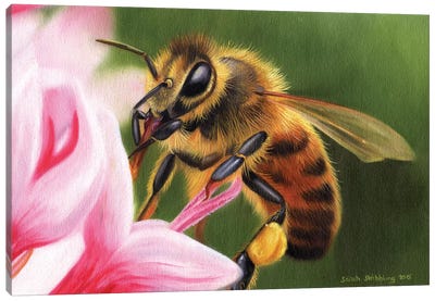 Honey Bee Canvas Art Print - Bee Art