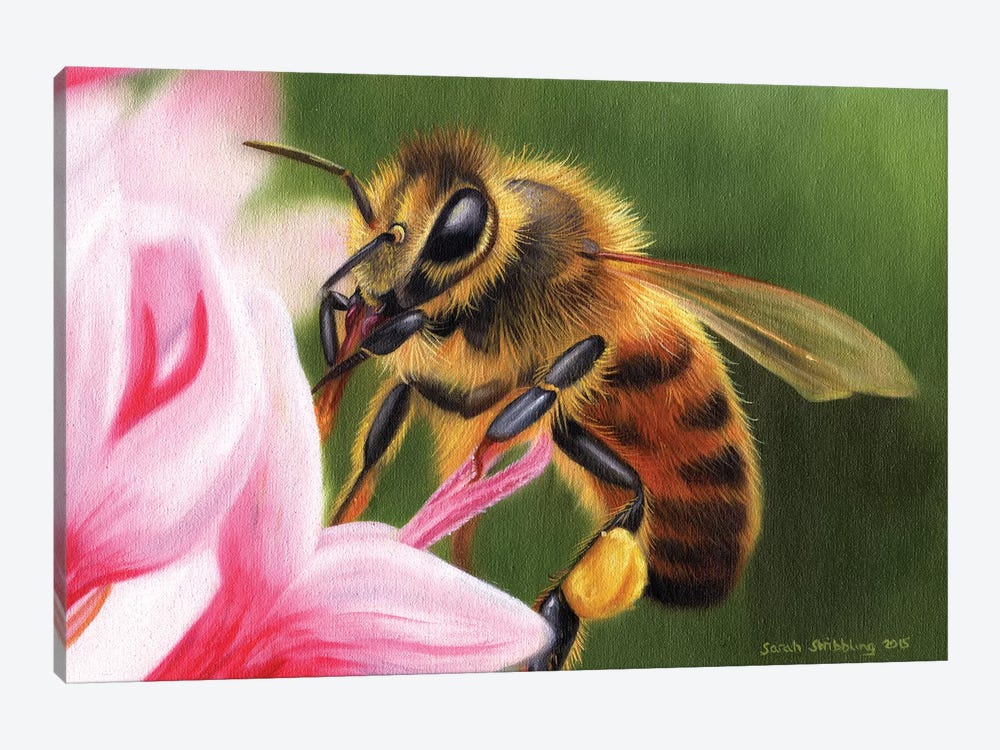 Honey Bee by Sarah Stribbling 1-piece Canvas Artwork
