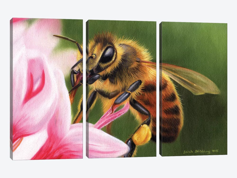 Honey Bee by Sarah Stribbling 3-piece Canvas Wall Art