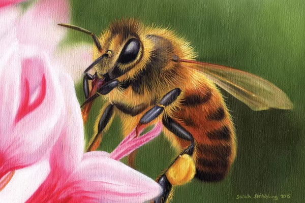 Bees: Honey Bee by Sarah Stribbling