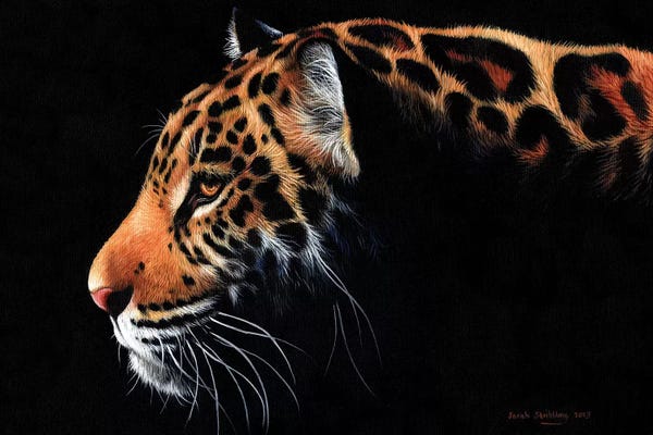 Jaguars: Jaguar Twilight by Sarah Stribbling