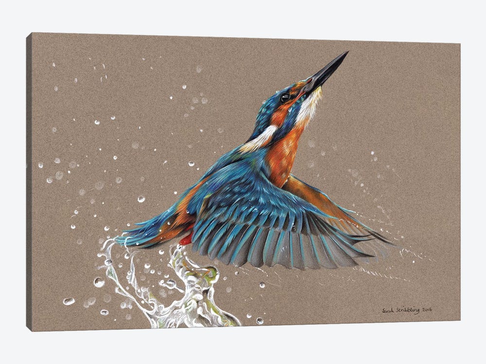 Kingfisher I by Sarah Stribbling 1-piece Canvas Wall Art