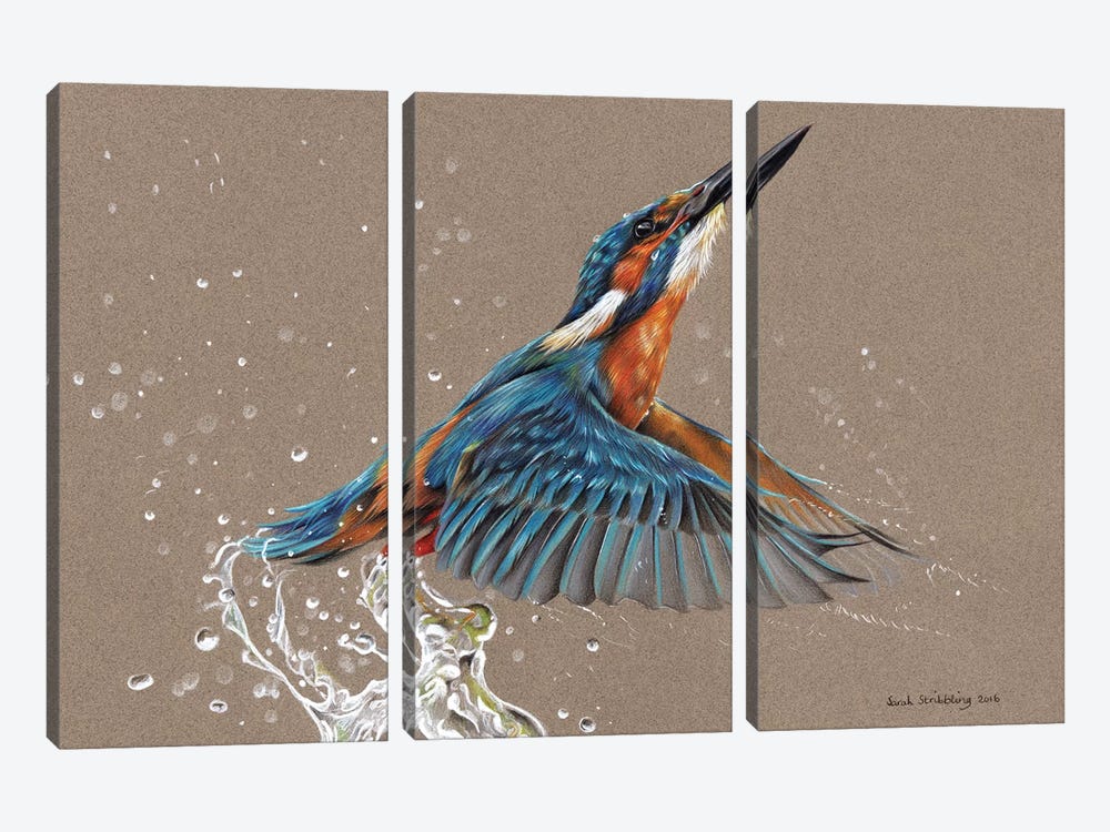 Kingfisher I by Sarah Stribbling 3-piece Canvas Art