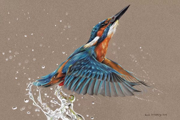 The Art Of The Feather: Kingfisher I by Sarah Stribbling