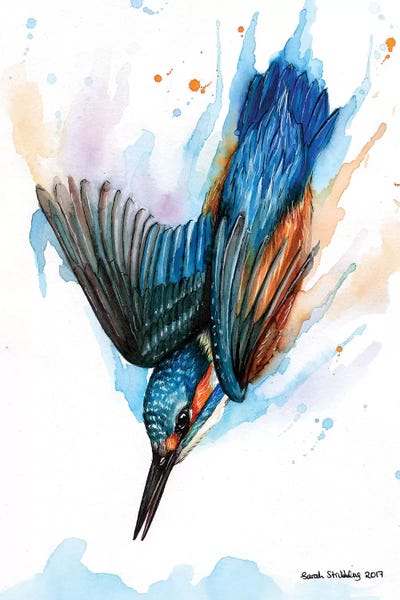 Kingfishers: Diving Kingfisher II by Sarah Stribbling