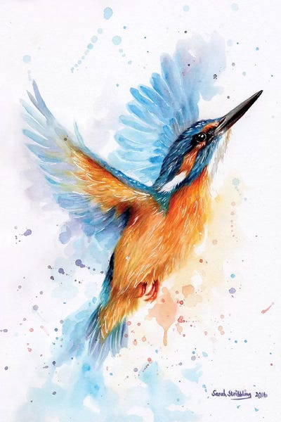 Kingfisher Watercolour by Sarah Stribbling framed canvas print