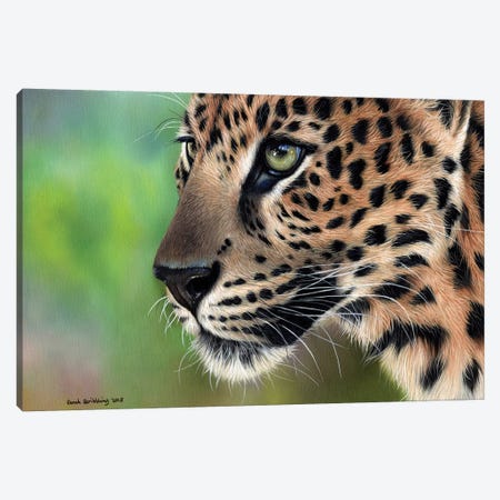 Leopard Canvas Print #SAS58} by Sarah Stribbling Canvas Artwork