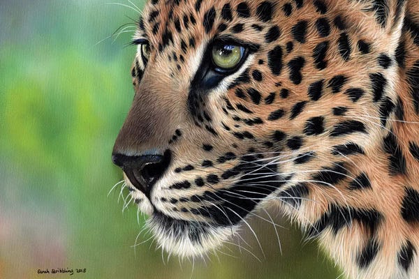 Leopards: Leopard by Sarah Stribbling